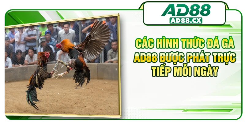 Các hình thức đá gà AD88 được phát trực tiếp mỗi ngày