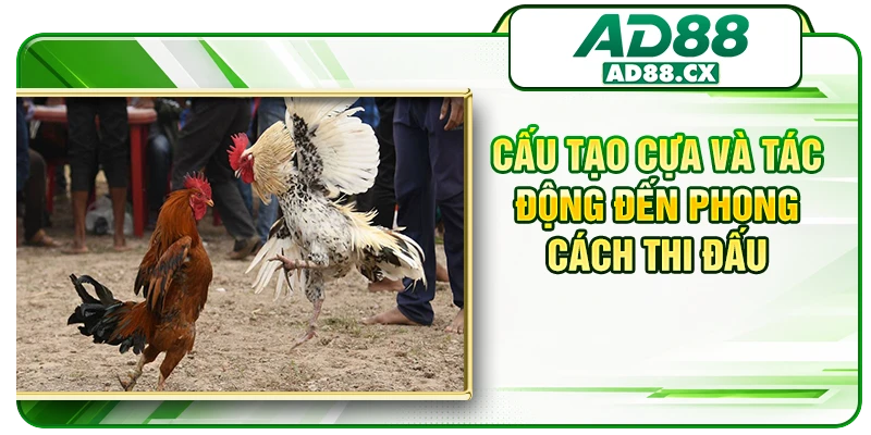 Cấu tạo cựa và tác động đến phong cách thi đấu