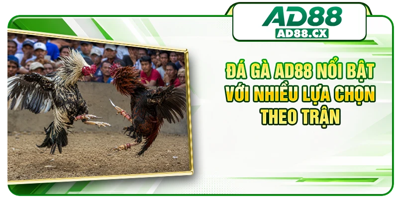 Đá gà AD88 nổi bật với nhiều ựla chọn theo trận
