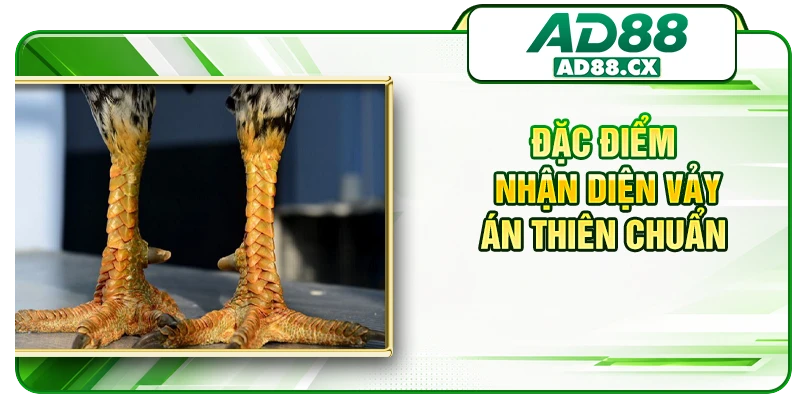 Đặc điểm nhận diện vảy án thiên chuẩn