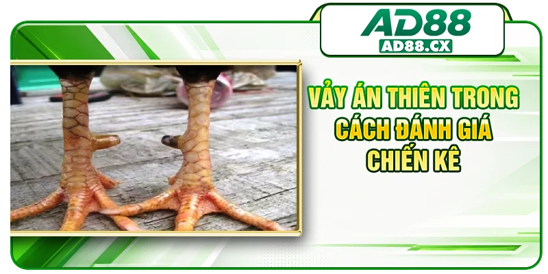 Vảy án thiên trong cách đánh giá chiến kê