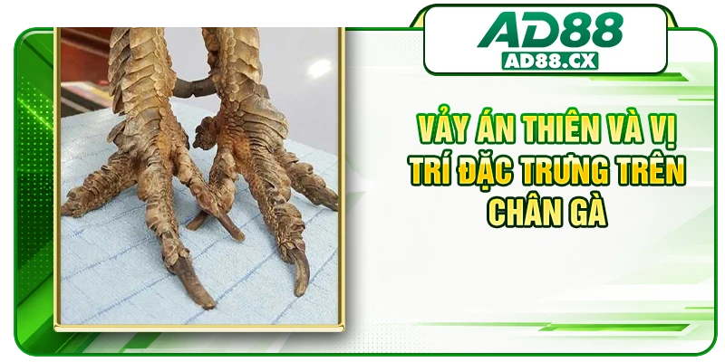 Vảy án thiên và vị trí đặc trưng trên chân gà