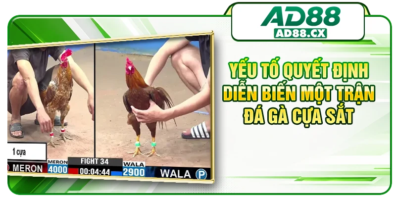 Yếu tố quyết định diễn biến một trận đá gà cựa sắt